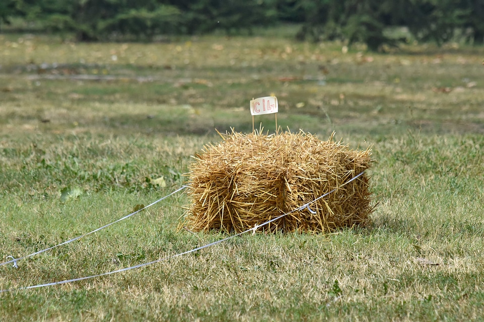 Hay hay field grass