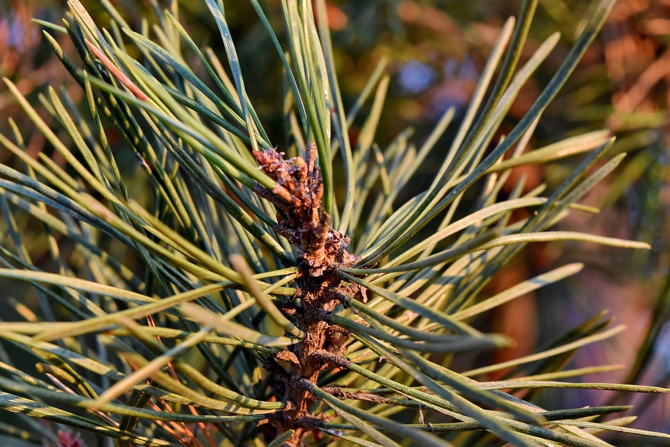 Branches conifers summer season