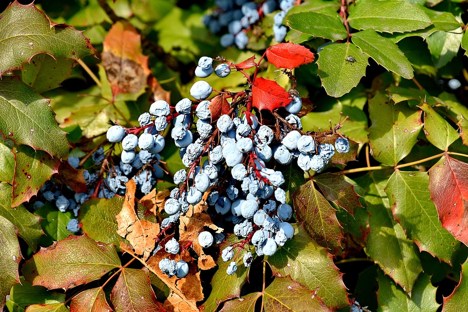 Autumn Season berries shrub photo