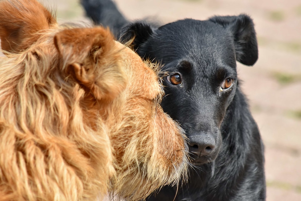 Dogs friendship portrait