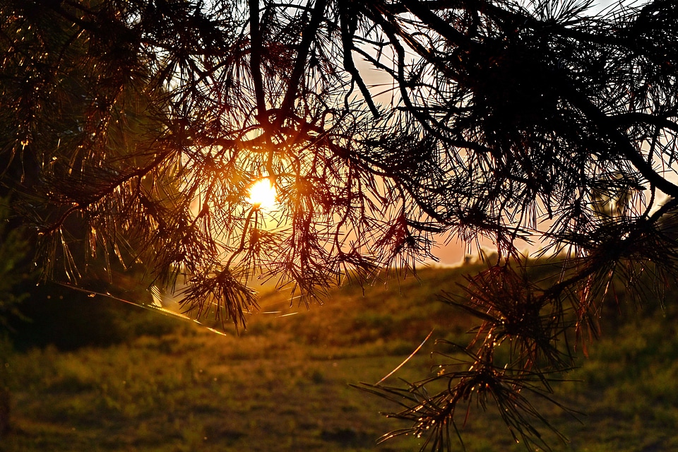 Backlight branch conifers