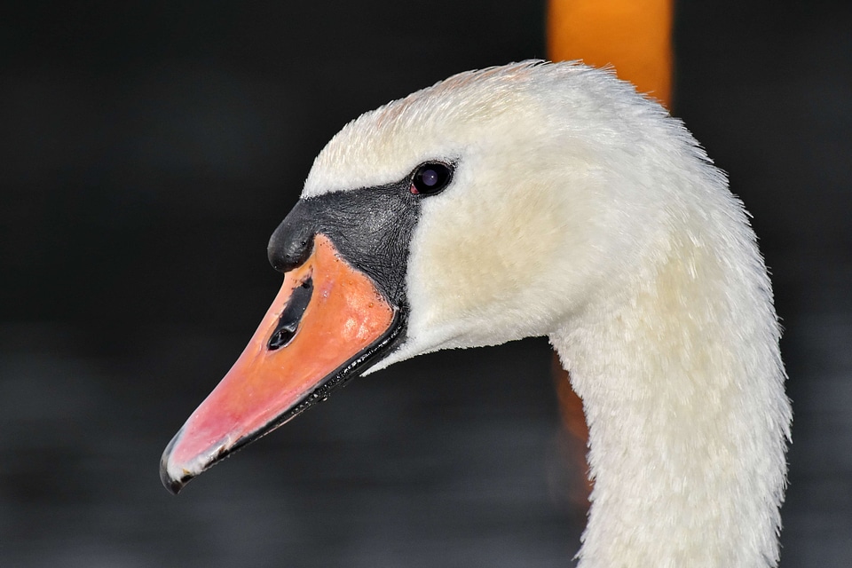 Beautiful Photo detail portrait