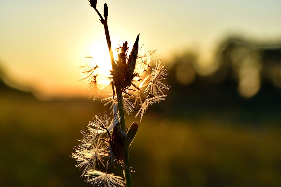Backlight dandelion grass