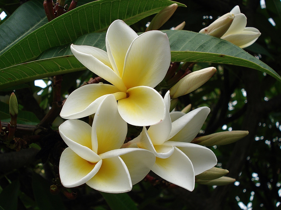 Plant white yellow photo