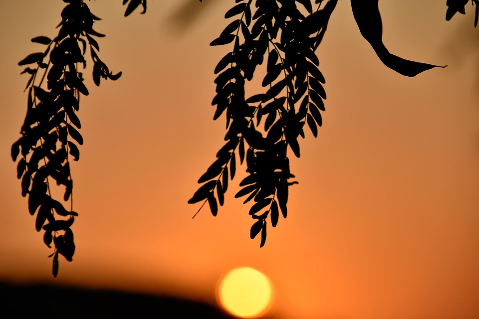 Branch orange yellow sun