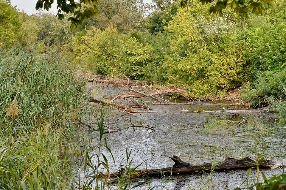 Marshlands panorama spring time