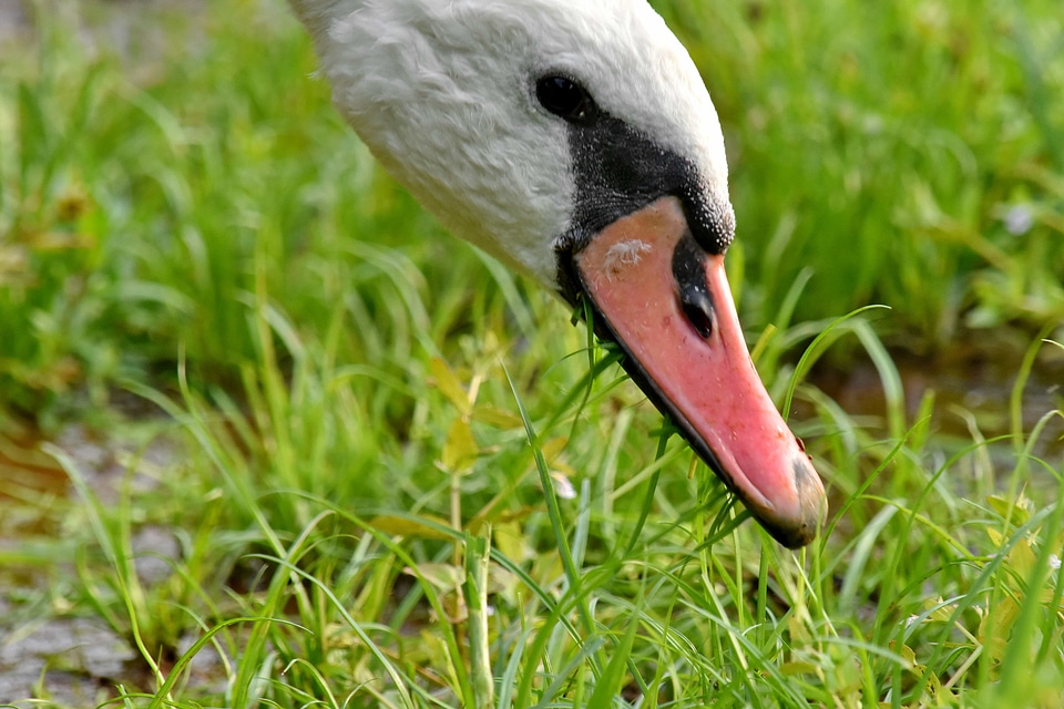 Eating grazing head