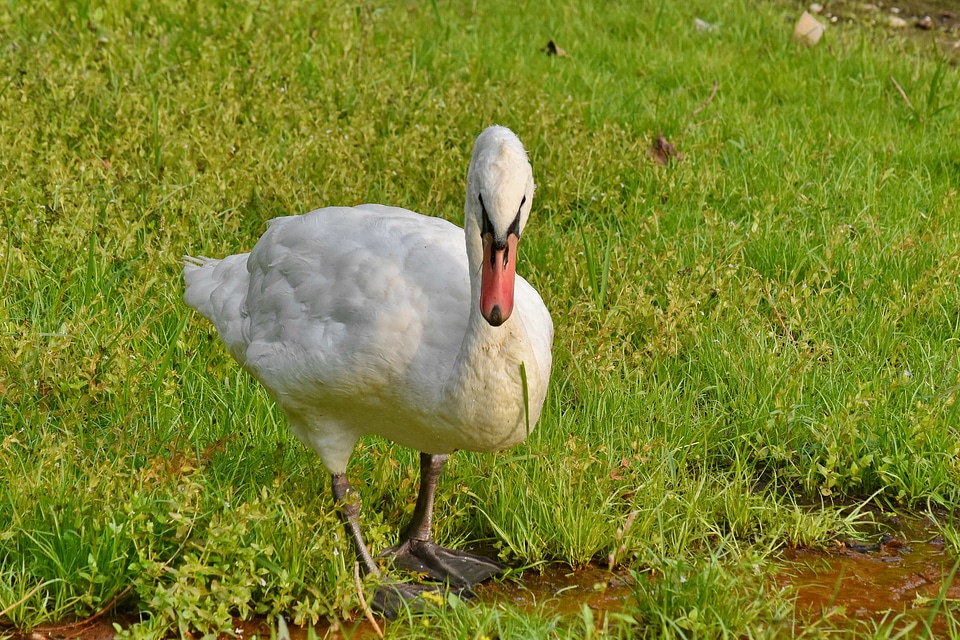 Grazing green grass swan