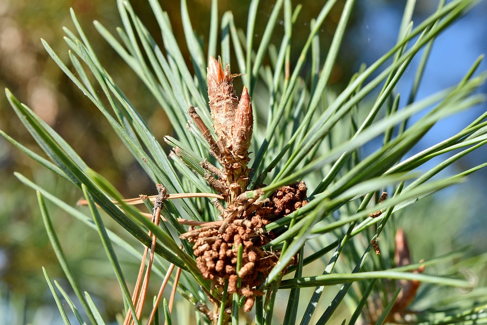 Spruce summer season branch