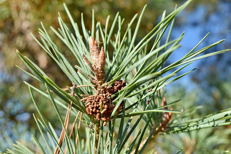 Branch close-up conifers