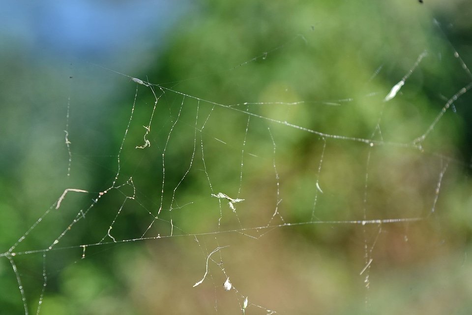 Arachnid spider web spider