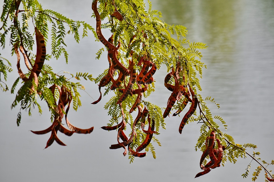 Leaf plant nature