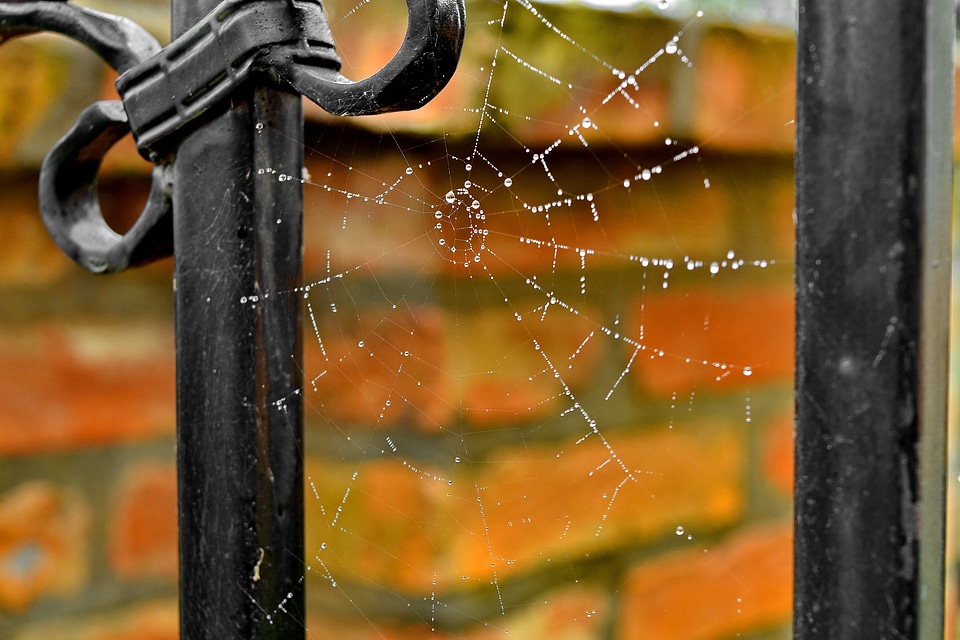 Cast Iron cobweb dew