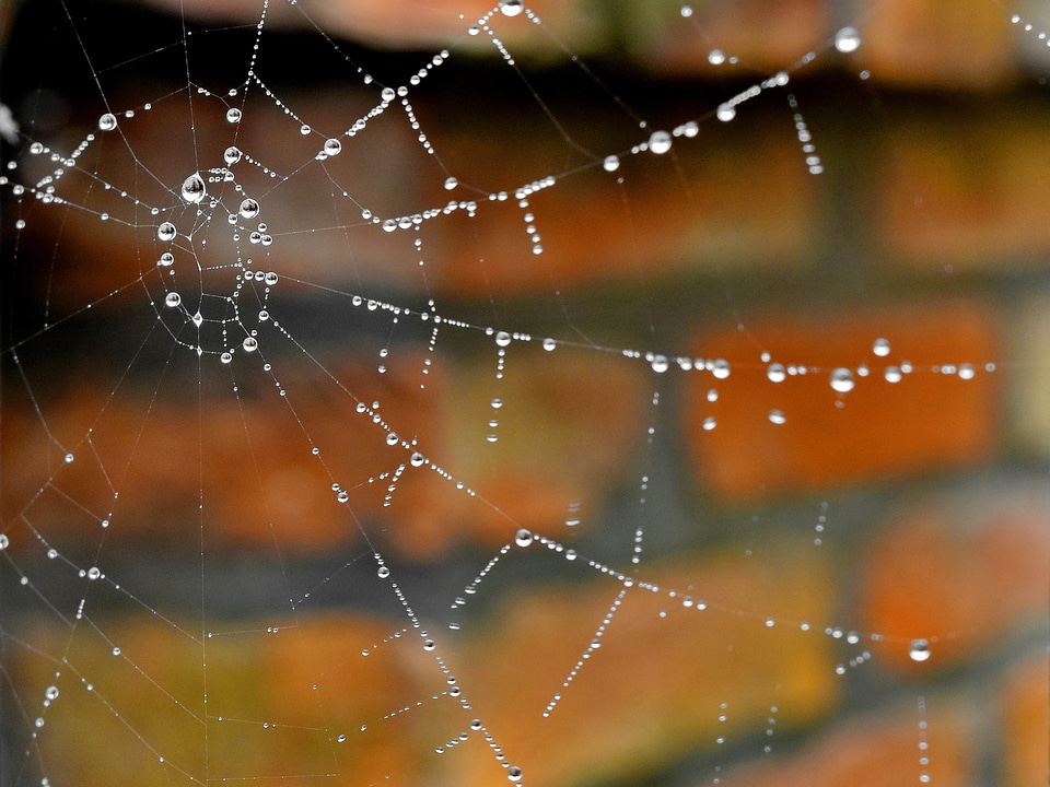 Cobweb detail liquid