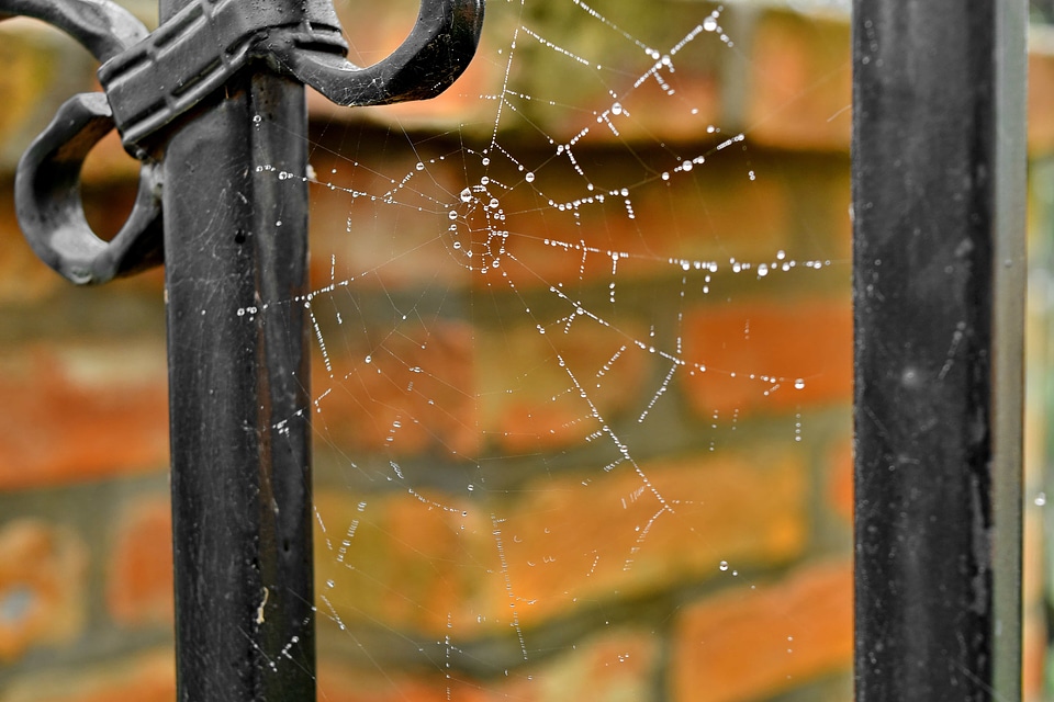 Trap cobweb spider web