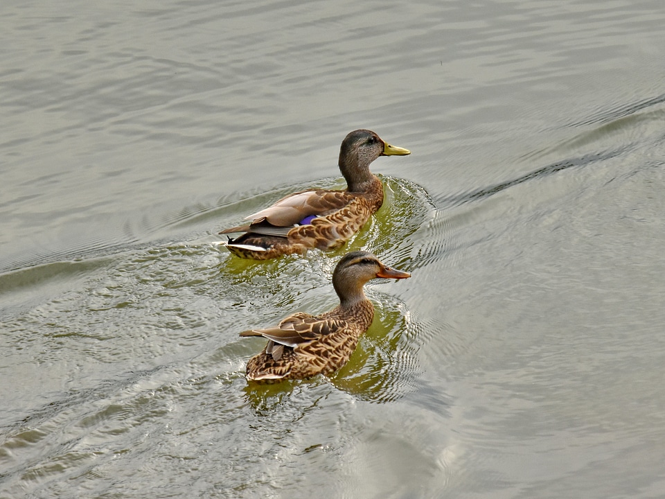 Feather waterfowl mallard