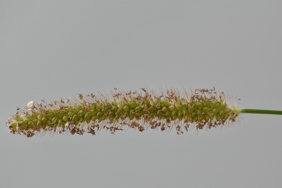 Close-Up foliage green grass