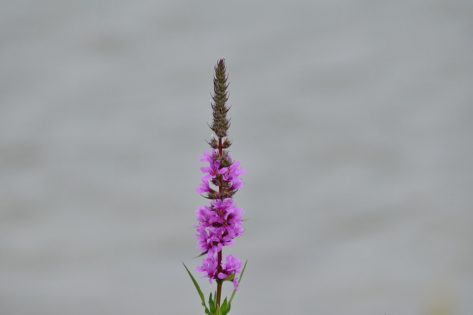 Flower purplish vertical