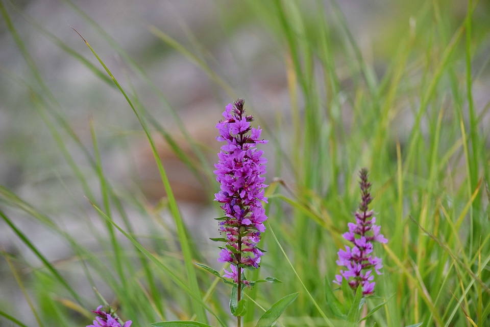 Close-Up flower grassland