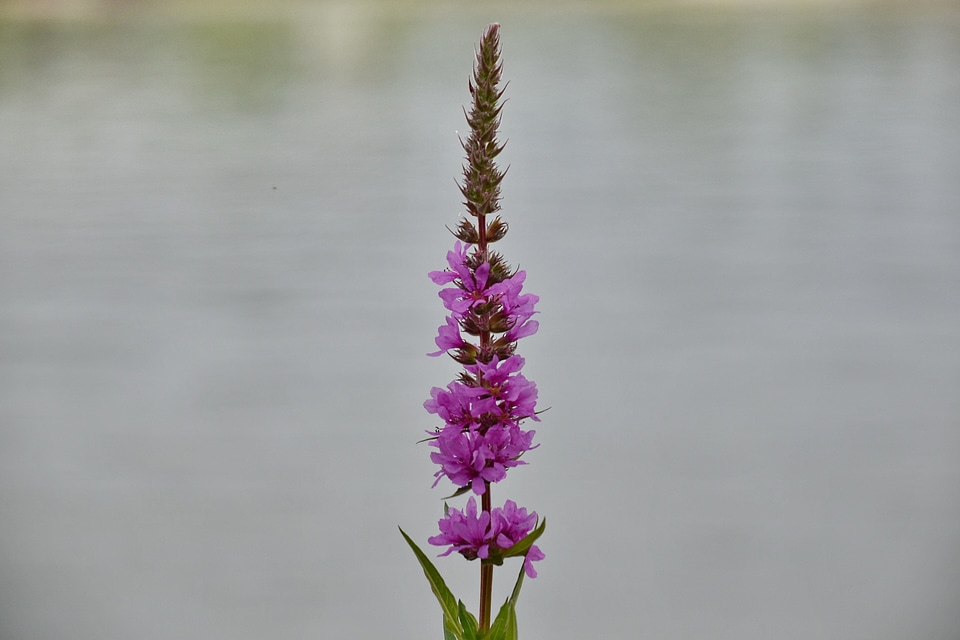 Blurry flower purple