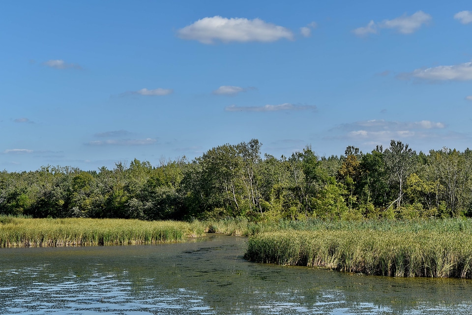 Marshlands natural habitat swamp