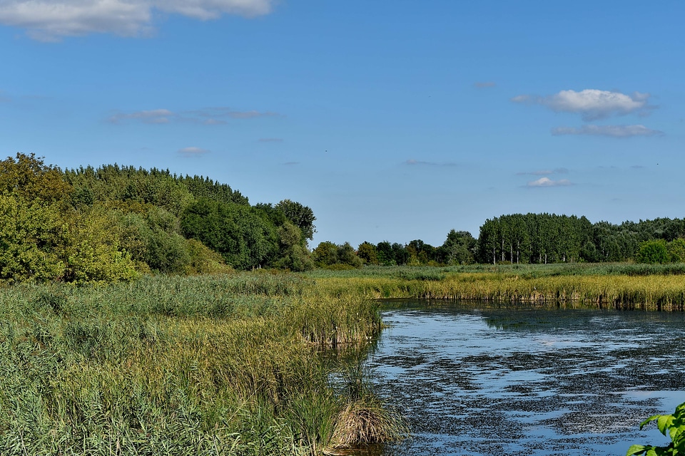 Blue Sky panorama swamp