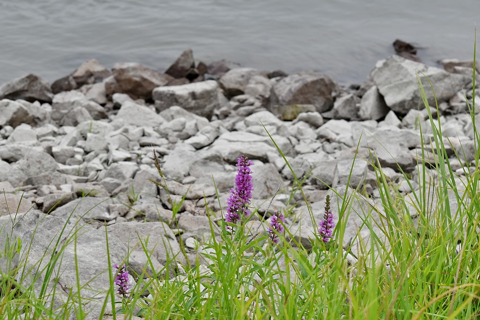 Big Rocks Danube flowers