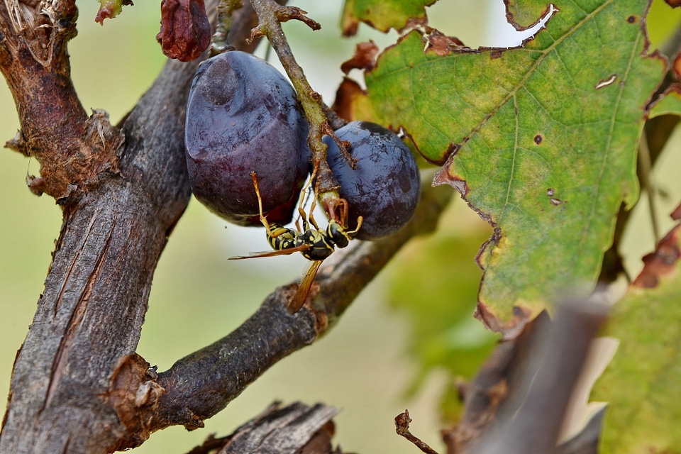 Grapevine insect wasp