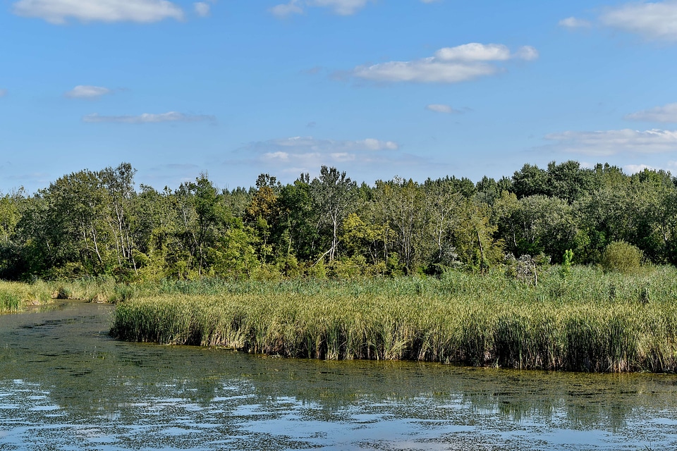 Water lake wetland
