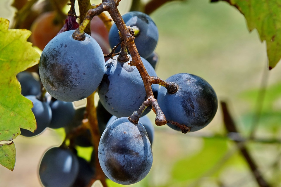 Grapes grapevine organic