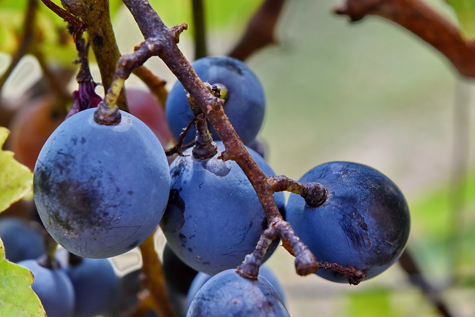 Blue branch fruit