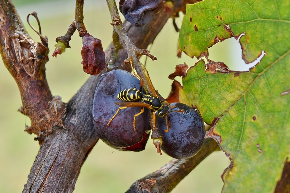 Animal wasp nature