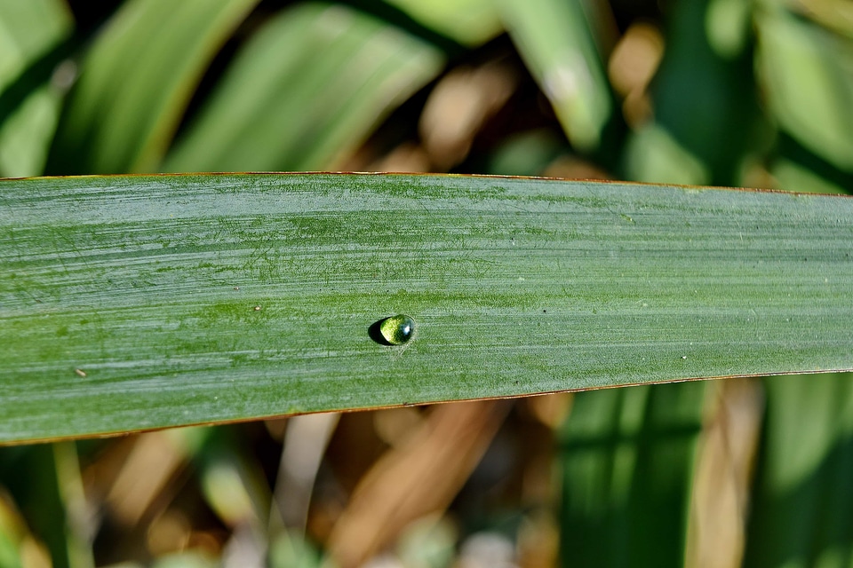 Close-Up dew green leaves