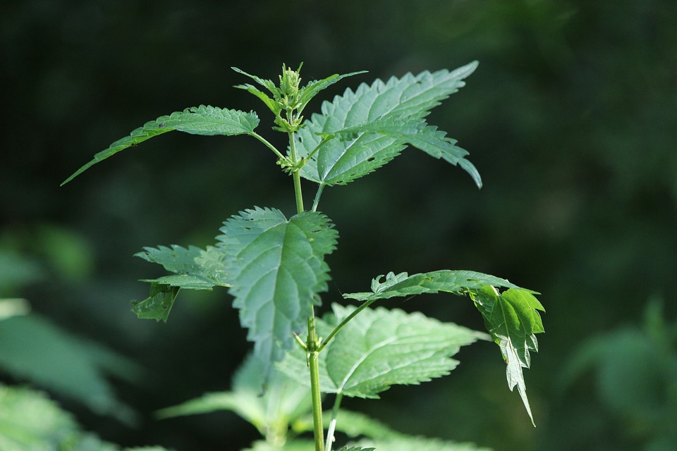 Green nature nettles