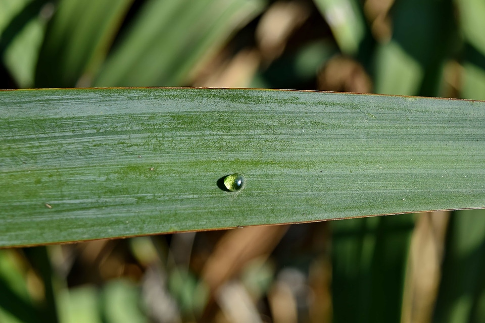 Details dew green grass