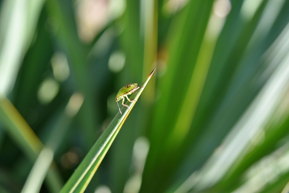 Beetle blurry detail