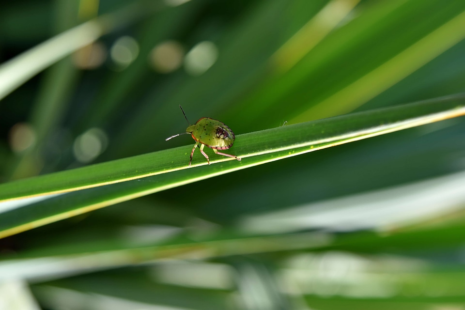 Beetle green arthropod