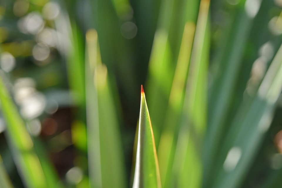 Focus green leaves blur photo