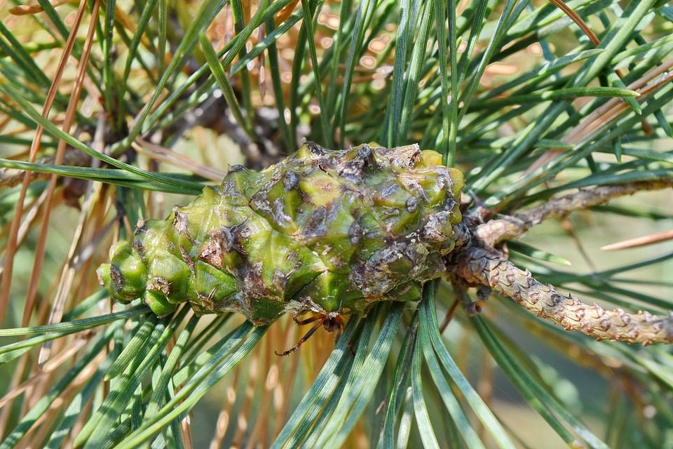 Branches spring time white spruce