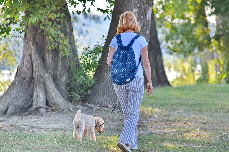 Dog enjoyment landscape