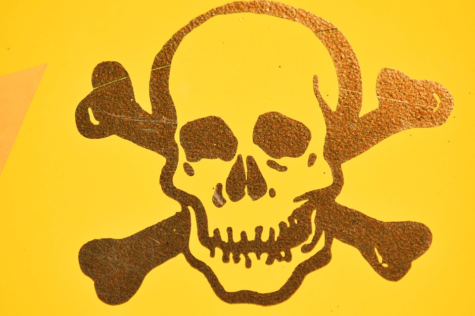 Skull illustration art
