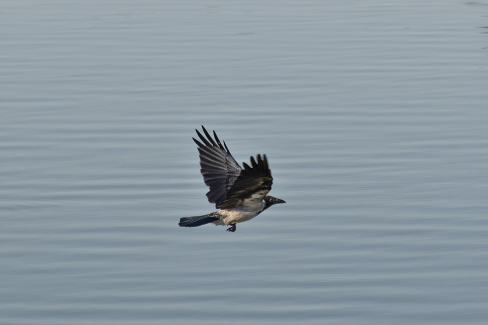 Crow flying flyover