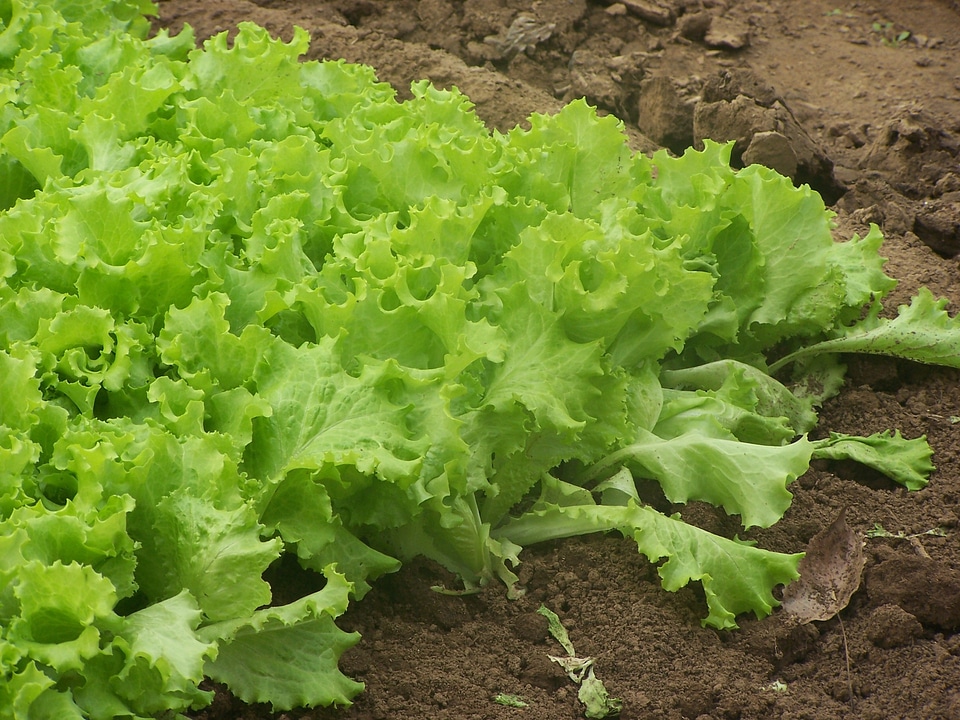 Garden vegetables healthy food