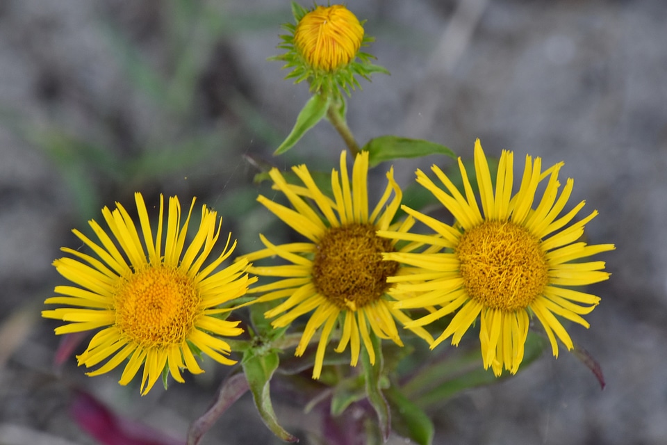 Flower yellowish brown herb