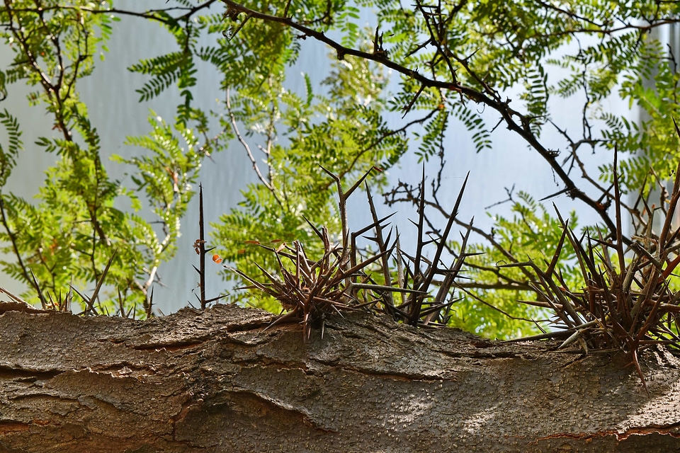 Spike thorn nature