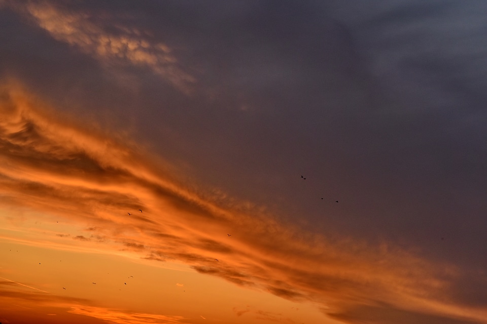 Birds evening sunset photo