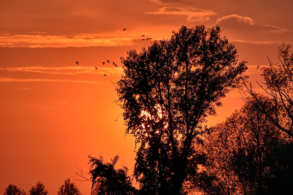 Birds evening silhouette photo