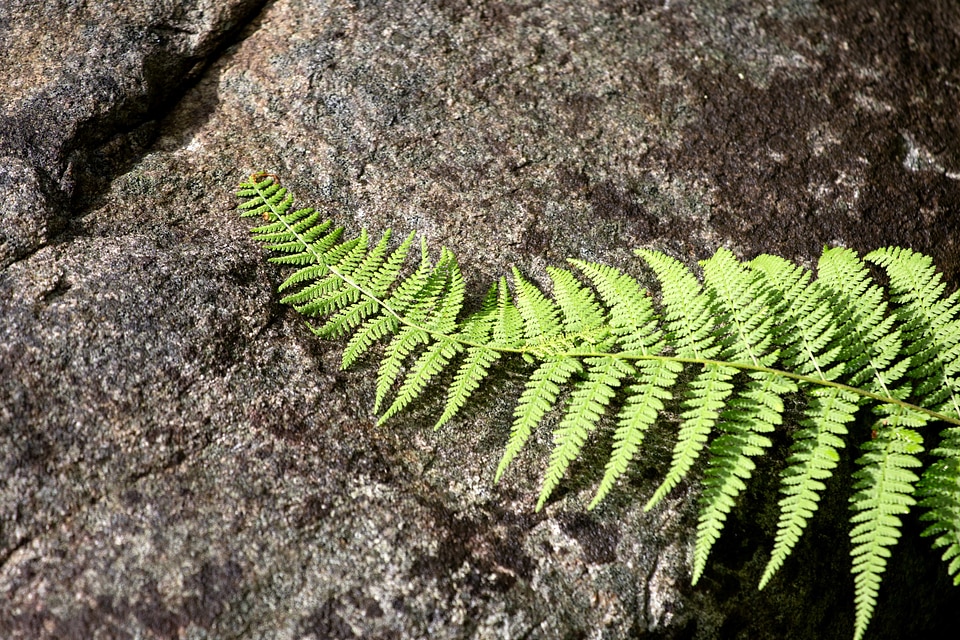 Big Rocks lichen leaf