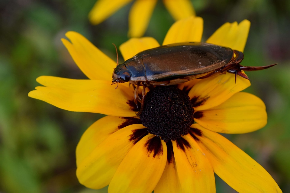 Animal arthropod beautiful flowers