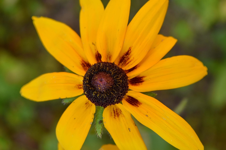 Bright pistil yellowish